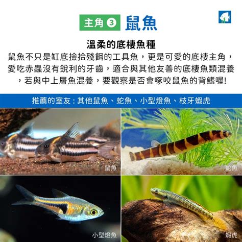 混養魚|燈魚混養教學，31種可以和平共處的魚隻